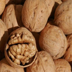 Kabuklu Ceviz Kabuklu Ceviz